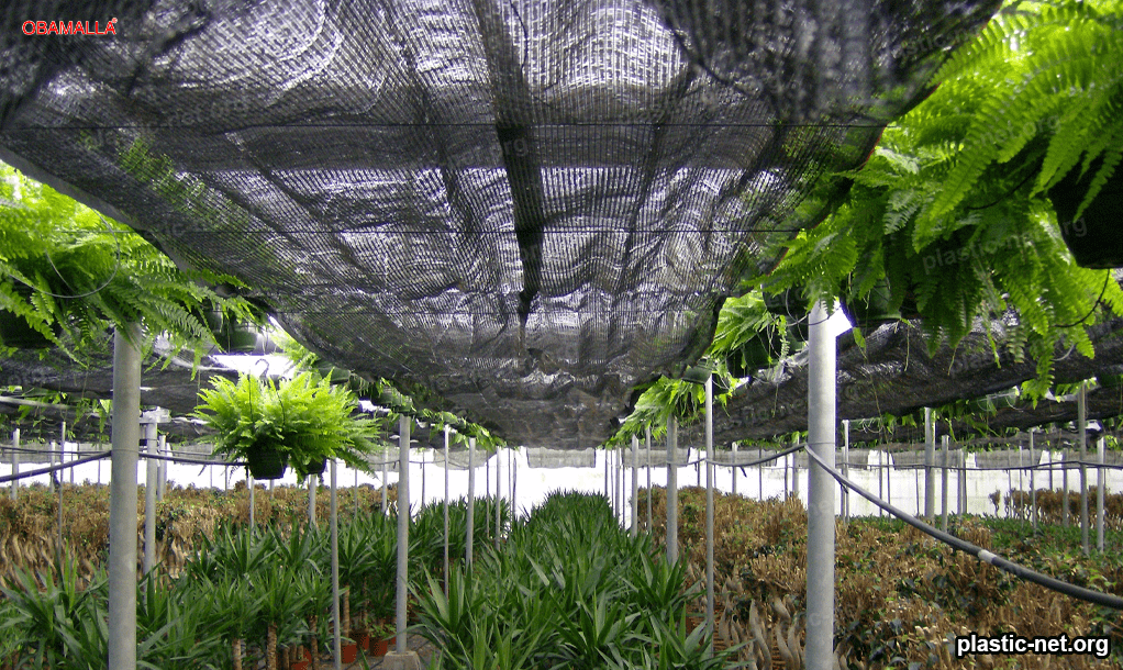 Greenhouse with shade mesh